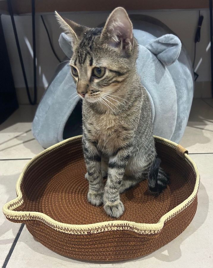 CAMA PARA GATO